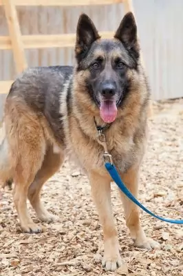 Zuko - special needs
