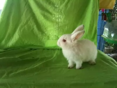 LILIBUN
