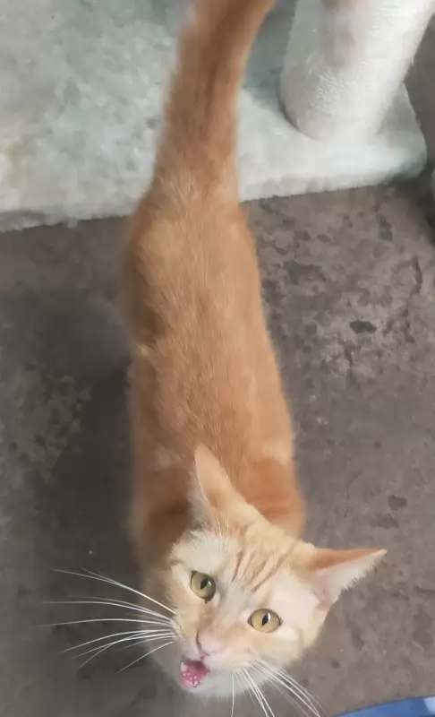 Tosca
