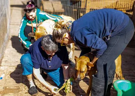 Volunteer with animals at Happy Paws Haven